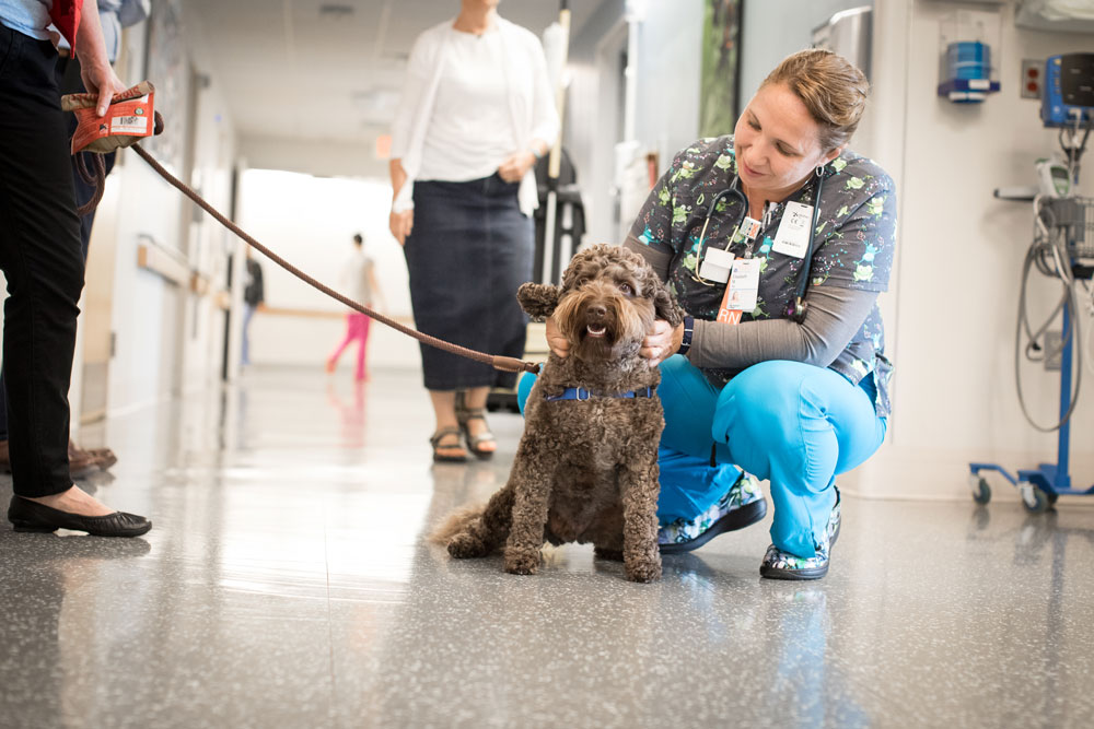 Nurse in scrubs kneeling to pet Kenny, a therapy dog, in hospital hallway.