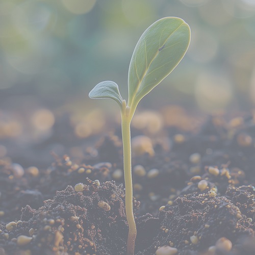 A tiny plant sprouting from the soil.