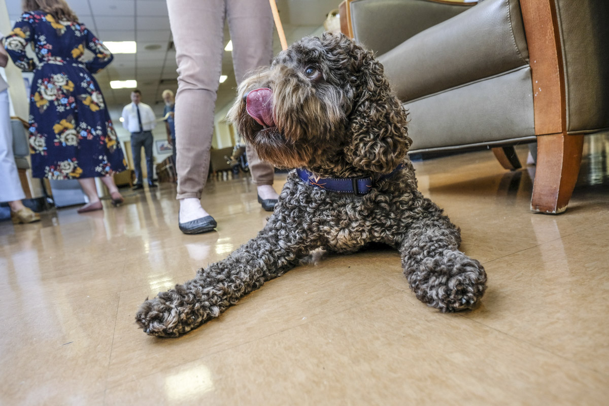 Lessons from a Therapy Dog